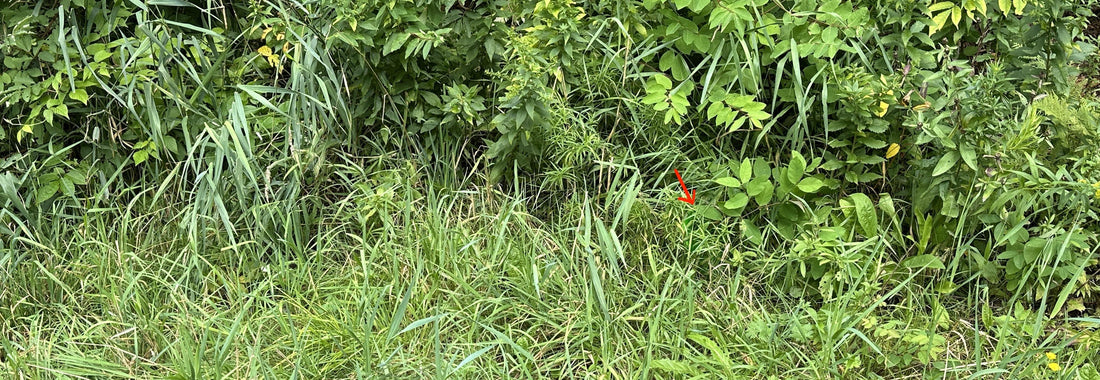 How to Find a Lost Disc in Disc Golf (and Stop Losing Them) | Beacon Disc Golf - Beacon Disc Golf