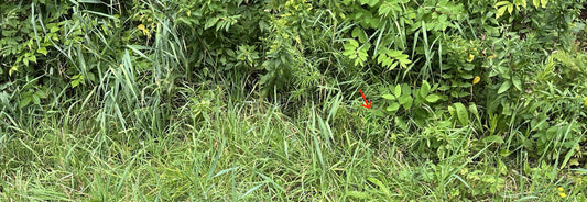 How to Find a Lost Disc in Disc Golf (and Stop Losing Them) | Beacon Disc Golf - Beacon Disc Golf